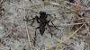 Sphecinae inconnu